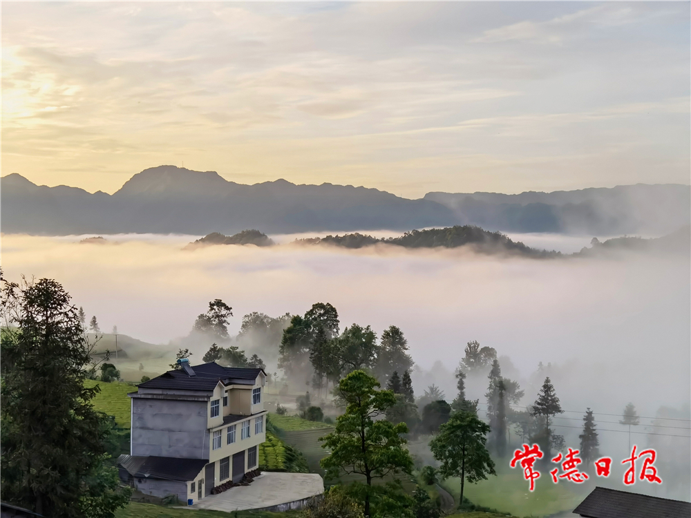 陈锦平-罗坪云海 茶乡美景-5-3.jpg