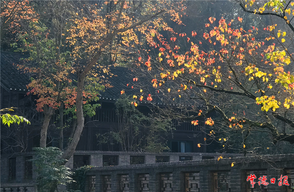 sj胡晓新-晚秋红叶-1.jpg
