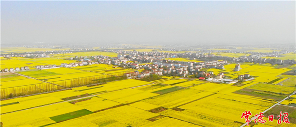 童险峰-油菜花开等你来-1.jpg