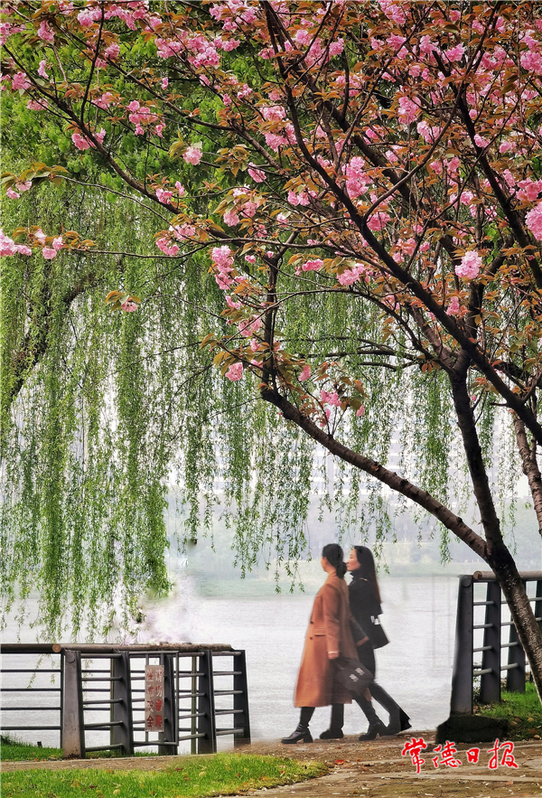 刘图强-樱花绿柳映佳人-1.jpg