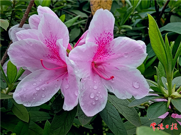 肖支岩-春暖花开-2-1.jpg