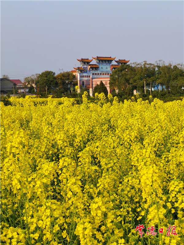 陈锦平-春满园金灿灿-2-1.jpg